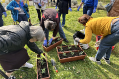 Dan medovitih rastlin - sadimo nageljčke