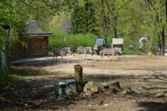 Živalski vrt