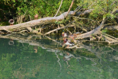 Rečni pirati