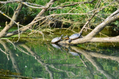 Rečni pirati