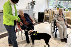 Psička Frida - terapevtski pes