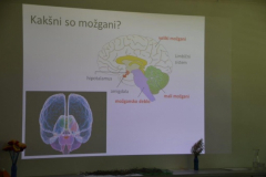 Delavnica Aktivni možgani